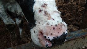 牛結節疹,陳吉仲,牛,新北,林口（動保處提供
