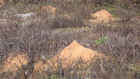 紅火蟻（農委會桃園場提供）