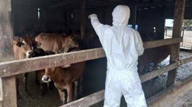牛結節疹,陳吉仲,牛,新北,林口（動保處提供