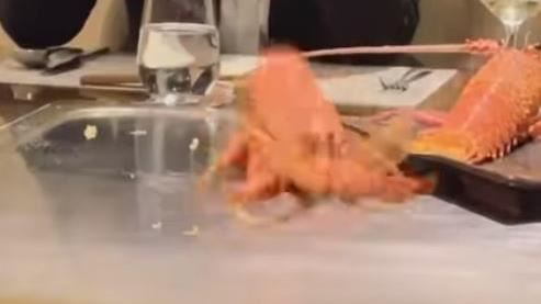 他控：龍蝦鐵板上跳！部落客冷瞧挨批