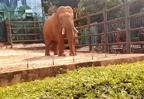中國,動物園,大象,塑膠袋,投餵（圖／翻攝自央視新聞微博）