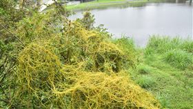 日本菟絲子入侵碧潭  新北市府將研擬防治方法新北市碧潭風景區被「吸血鬼植物」日本菟絲子入侵，由於被寄生的樹木最終會因被吸光養分，且無法行光合作用而衰弱死亡，遊客憂心造成植物生態浩劫，呼籲新北市政府未雨綢繆。市府15日表示，近日將清除並同步與專家研擬更有效積極的防治方法。中央社記者黃旭昇新北市攝  110年4月15日