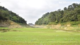 綠油油！石門水庫蓄水剩27%！「仙島草原」罕見浮出地面（圖／黃正安授權使用）