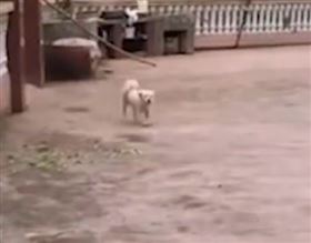 狗狗,寵物,中國,娘家,忠犬（翻攝自漩渦視頻）