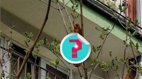 波蘭動保協會 救援不明生物，是一個牛角可頌