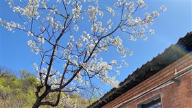 北京平谷農村轉型　農舍改建民宿北京平谷區大華山鎮過去一直是傳統農村，因此當地的民宿多半是閒置農舍改建而成。圖為當地農舍改建的民宿。中央社記者繆宗翰北京攝  110年4月17日