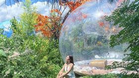 南投埔里多肉祕境，IG紅什麼（圖／IG使用者提供）