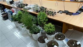 大麻,網路,自學