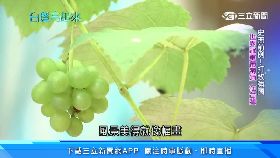 ev毆餵貓教授2400