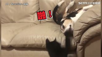 喵皇陪伴米格魯　趁熟睡舉貓掌偷襲