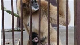 ▲日本動物園獨居母猿懷孕生子。（圖／翻攝自推特）