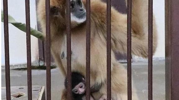 獨居母猿突產小猿　隔壁公猿怎麼辦到