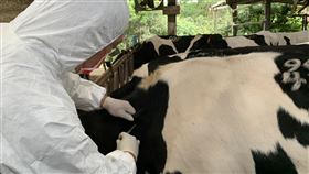 牛結節疹（新北市動保處提供）