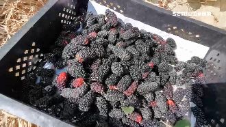 產量創10年新高　嘉義桑葚價格腰斬