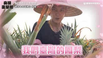 霸氣護愛！鳳梨鼠薯深情告白台灣鳳梨