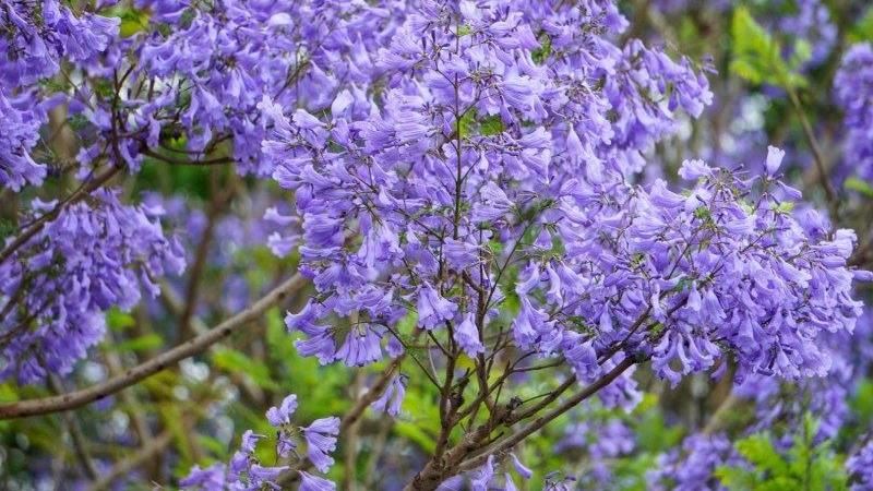 紫色浪漫花海「藍花楹隧道」在嘉義！
