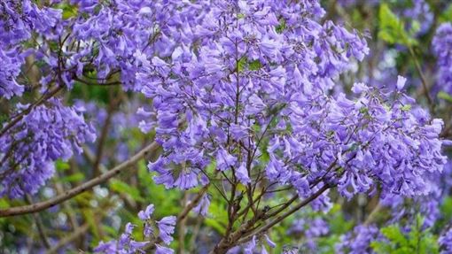 全台最長 藍花楹隧道 在嘉義 紫藍色花海綿延800公尺 名家 三立新聞網setn Com