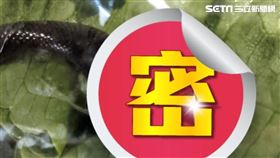 ▲雪梨民眾在超商買生菜，竟發現三角頭毒蛇在爬。（圖／Alexande r授權）
