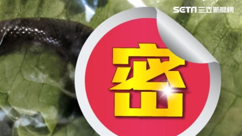 生菜有毒蛇！超商買菜驚見三角頭在爬