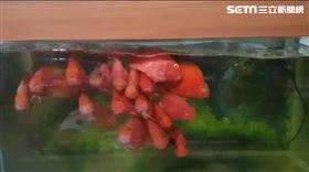 地震 台中水族箱 翻攝畫面