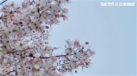 花旗木，台南，(圖／記者劉懿萱攝影）