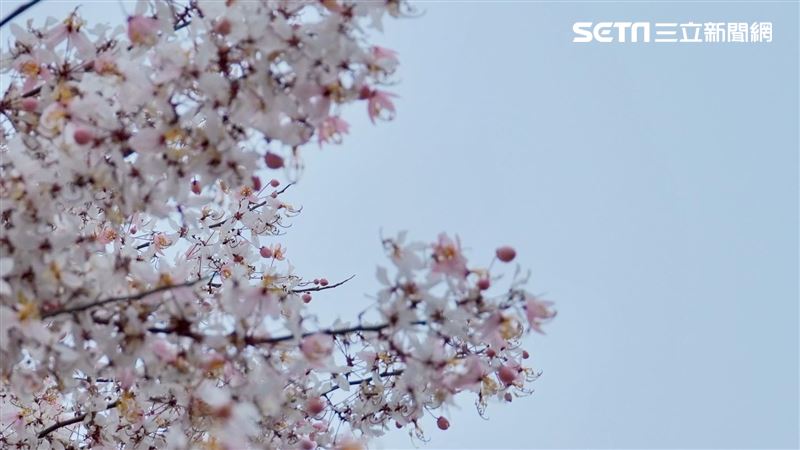 台南秘境／與一場4月「櫻吹雪」邂逅
