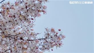 台南秘境／與一場4月「櫻吹雪」邂逅