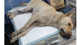 流浪狗,槍擊,鋼珠彈