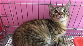 超心痛！小貓腳掌高溫燙傷　天天敷腳膜重獲粉嫩肉墊（圖／翻攝自新北市府官網）