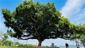 「你的名字，沐心池榕樹命名活動開跑」！（圖／翻攝自新北市高管處網站）
