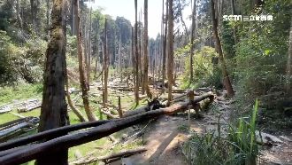 嚴重缺水！忘憂森林乾成「枯木森林」