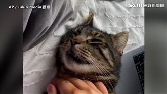 小虎斑叫不醒　毫無反應主人嚇壞