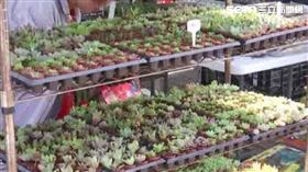 多肉植物,盆栽,植物（圖／資料照）