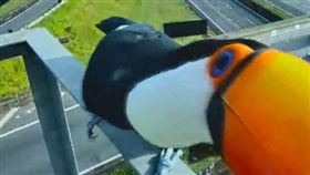 ▲巨嘴鳥試圖吞食交通監控鏡頭。（圖／翻攝自監控畫面）