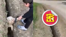 綿羊,水溝,男孩,脫困。（圖／翻攝自Reddit）