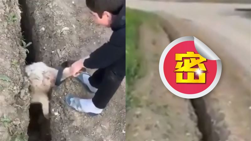 綿羊失足卡水溝！弟神救援3秒後傻了
