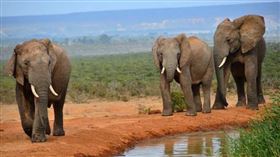 ▲大象。（示意圖／三立新聞網）