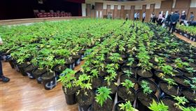 ▲調查局查獲史上最大量！整座山頭都被販毒集團剷平，設溫室非法種植大麻。（圖／翻攝畫面）