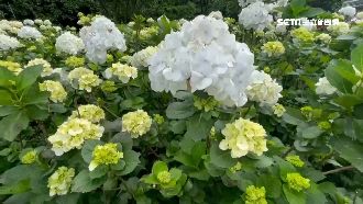 萬里繡球花季開跑　網美打卡新景點