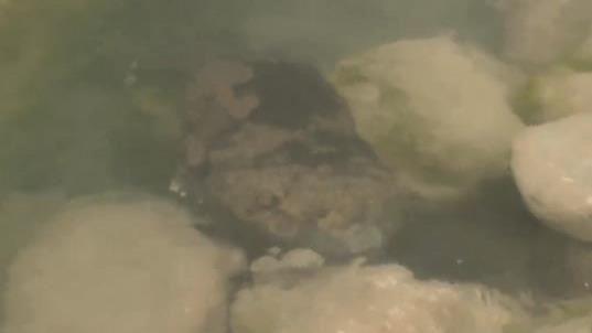河邊發現超大魚　專家大驚：3億年