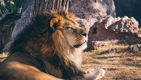 公獅忙喝水！小烏龜主動「示愛」強吻嘴角　結局超展開  （圖／翻攝自Pixabay）
