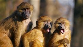 猴子 圖／Pixabay