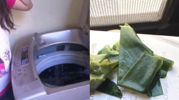 洗衣機水管清出「海帶」？內行揭原因