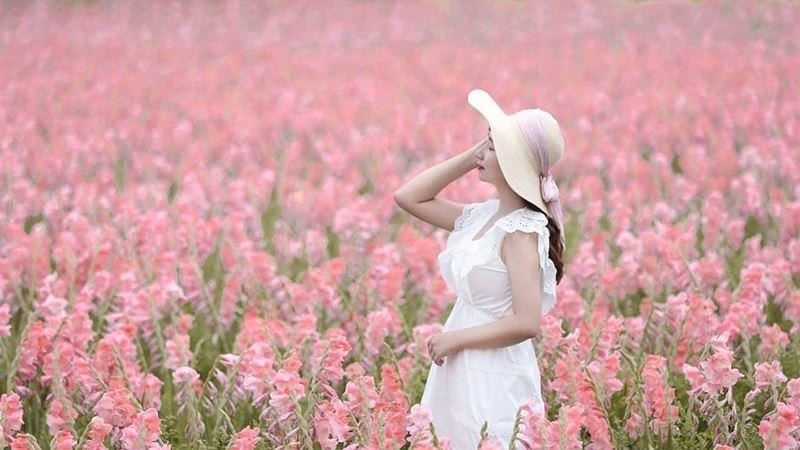 彰化「粉色劍蘭花田」夢幻賞花秘境！