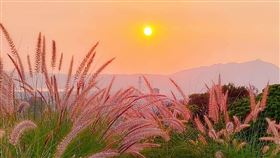 爛醉仙境,陽明山狼尾草盛開,爛醉仙境提供