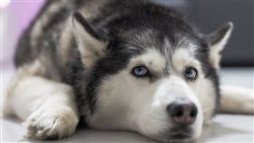 姐姐伸舌想偷吃！哈士奇1招完美防禦　網讚：原來有這功能 (圖／翻攝自Pixabay)
