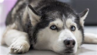 姐姐想偷吃　哈士奇用1東西完美防禦