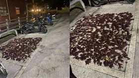 停車格,汐止,蟑螂,石花,曬乾,潮濕