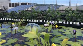 鴻海總部頂樓打造秘密花園，並安裝太陽能板，擴大潔淨能源應用。（圖／鴻海提供）