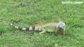 綠鬣蜥,高市農業局提供